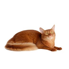 Natures Protection NP SP Superior Care Red Cats Grain Free беззерновой корм для кошек с рыжим, коричневым окрасом
